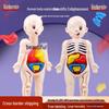 Biology & Anatomy Educational Toys: Human Organ Models for Children