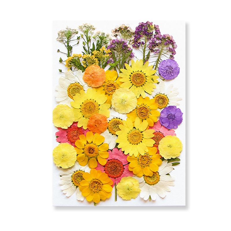 Dried Flowers Real Natural Plant Pressed Flower For Epoxy Resin Filling DIY Keychain Pendant Silicone Mold Jewelry Making Crafts