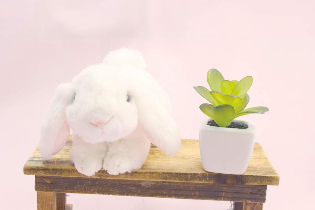 Take Off Maroon Rabbit Holland Lop White