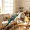Hanging Automatic Bird Feeder Clear Bird Feeding Bowl 2 in 1 Bird Water Dispenser  Parakeets