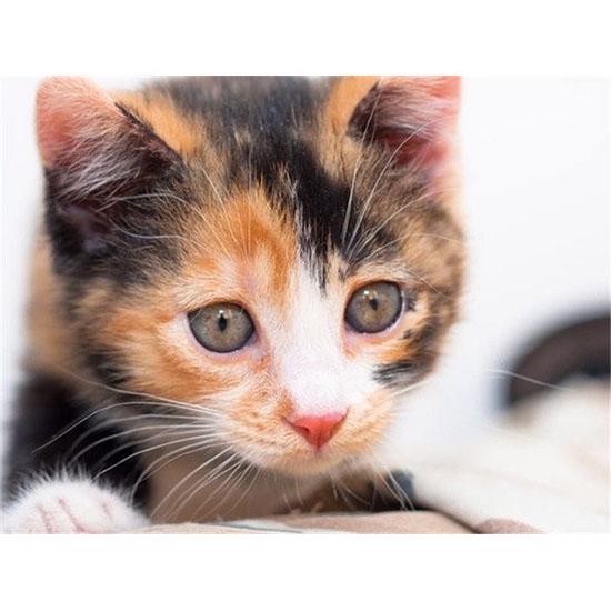 Broderie cu diamante Pisici Pictură cu diamant Animale rotunde Imagini cu strasuri cu mărgele Mozaic cu diamante Decor de perete