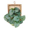 Wall Framed Artificial Plant Faux Greenery Plant in Frame Wall Decor Hanging