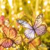Solar Powered Butterfly Lights Lifelike Butterflies Outdoor Lawn Light for Garden