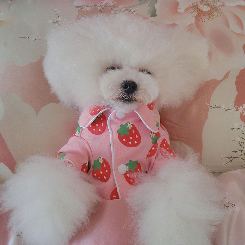 Spring Cat Costume Cute Cozy Pet Clothes for Cats Katten Kedi Hoodie Mascotas Gato Sweatshirt Cat Sweater Pets Clothing Outfit