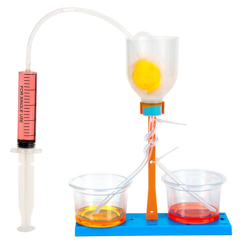Science Experiment Diy Kidney Unit Model Educational Toy For Kids Classroom Learning