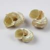 1pcs Natural Conch Shell Silver Mouth Hermit Crab Replacement Shell Specimen Decoration Collect F0M4
