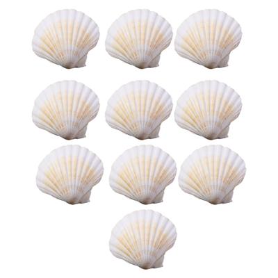 Pachet Multifuncțional cu 10 Scoici Mari Naturale de Scoici Saint-Jacques pentru Materiale de Artizanat, Accesoriu Elegant pentru Bijuterii și Decorare Interioară