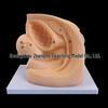 Human Catheterization Model: Female Genitalia, Male Urinary & Reproductive Systems