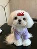 Dog Hair Clips Pet Accories Puppy Forehead Clips Bear Dog Hair Decorations Non-Drop Knot Schnauzer