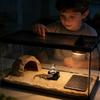 Automatic Dish Reptile Water Dispenser Reptile Tortoise Water Dish Gecko Drink Dispenser For Lizard Chameleon Snake Frog Hermit