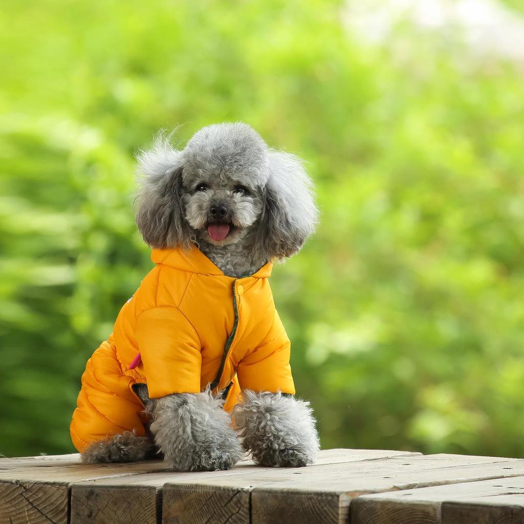 British Style Waterproof Cotton Coat for Small Dogs - Warm Four-Legged Winter Clothing for Pomeranians and Teddy Breeds