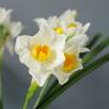 Bouquet Fake Daffodil Flower Decorative Artificial Faux Plants Artificial Narcissus Flowers  Spring