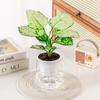 Self Watering Hydroponic Plants Pot Plastic Transparent Mini Succulent Planter Tabletop Vase Removable Office Bonsai Decor