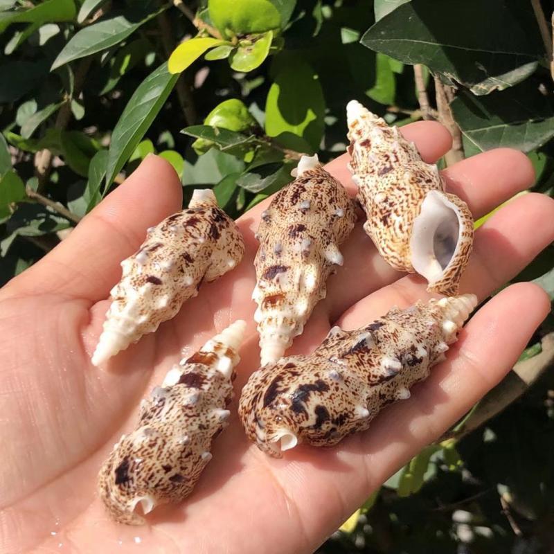 Eremitkräfta Ersättning & Snäcka Naturliga Snäckskal för Akvariumdekor