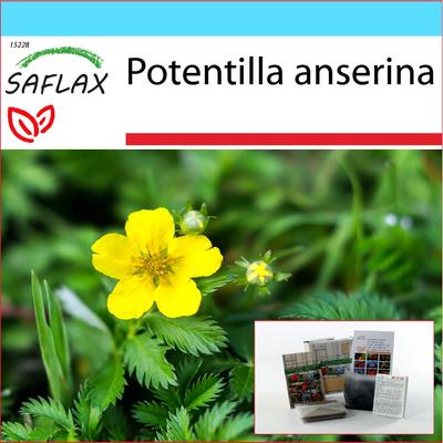 Gift Set - Silverweed - 20 Seeds - With Gift Box, Card, Label and Potting Substrate - Potentilla Anserina