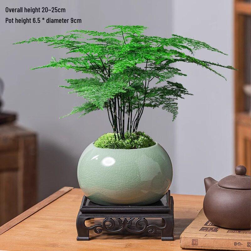 Asparagus Fern Indoor Bonsai: Easy-Care Evergreen for Home or Office Decor.