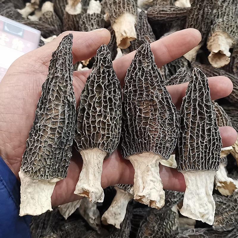 Yunnan Origin First Flush Dried Morel with Cut Stems - Edible Dried Morel