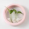 Plastic Hydroponic Vase Round Plant Container Creative Flower Arrangement  Office Display
