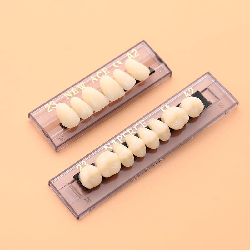 Resin Dental Synthetic Polymer Denture Card Model
