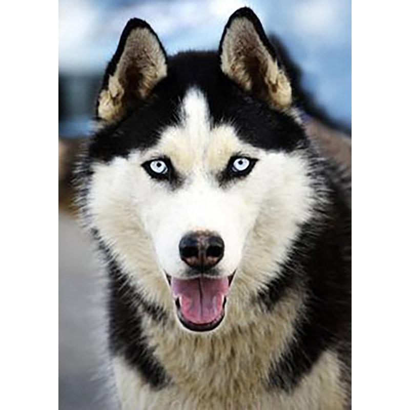 DIY 5D Diamond Painting Cross Stitch Full Round Drill Dog Animal Art Mosaic Kits Diamond Embroidery Home Decoration Gift