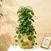 1 5Pcs Honeycomb Plant Support Trellis Plastic For Potted Climbing Vines Perfect For Home And Office Tabletop Decor