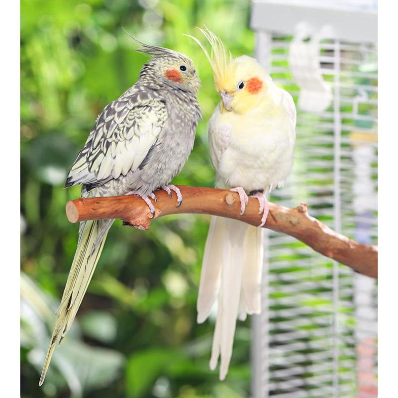 Natural Parrot Stand Tree Stick Birds Perch Paw Grinding Fork Parakeet Climbing Bird Standing Branches Toys Birdcage Accessories