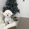 Pet Sweater Autumn Dog Clothes Teddy Bichon Pomeranian Schnauzer Yorkshire Terrier Small Dog Clothing Autumn