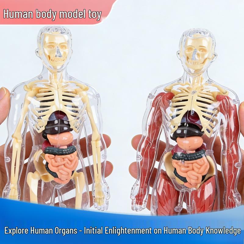 STEM Educational Human Body Model Puzzle for Kids - Anatomy Learning Toy