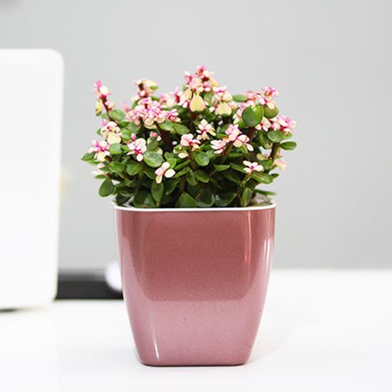 Flower Pot Self Watering Heat Resistant PP Automatic Draining System Planter Household Supplies