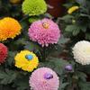 400/200/100PCS Micro Landscape Decoration Wooden Bee Ladybug Figurine Self-Adhesive Stickers Home Garden Beetle Miniature Bonsai Flower Decor