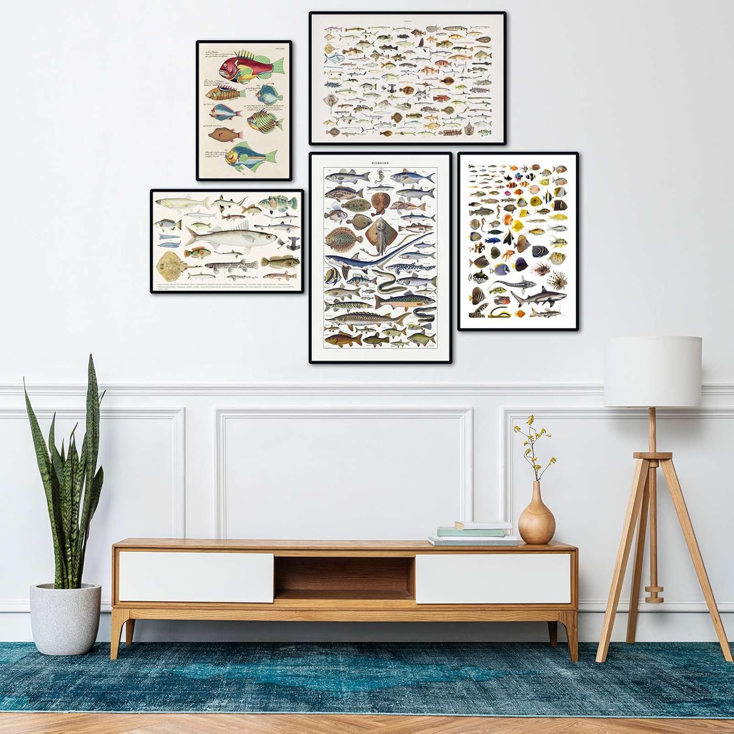 Illustrated Fish Species Canvas Poster(L24 xW16 -UnFramed)Marine and Freshwater Fish Wall Art Educational and Decorative Fish Chart Vintage Art