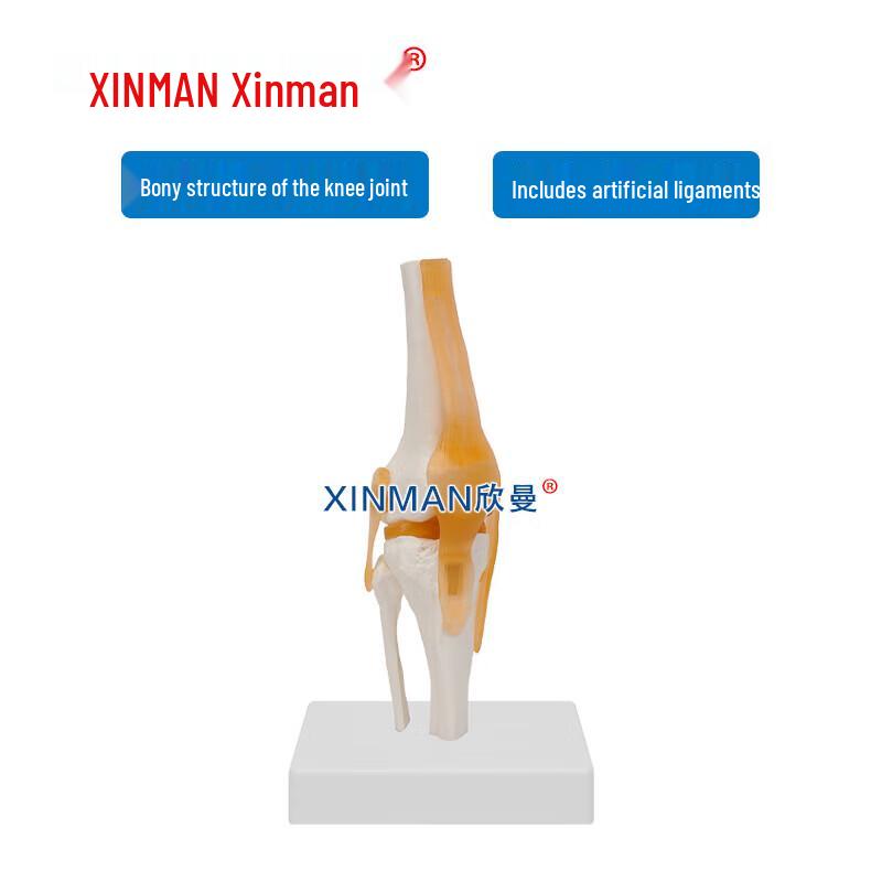 XINMAN Functional Knee Joint Model