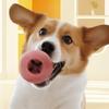 Jouets à mâcher pour chien Balle distributrice de nourriture pour animaux de compagnie Balle molaire en silicone Favorise la santé dentaire L'exercice et le plaisir Jouet interactif lavable pour chien pour mâcher et jouer