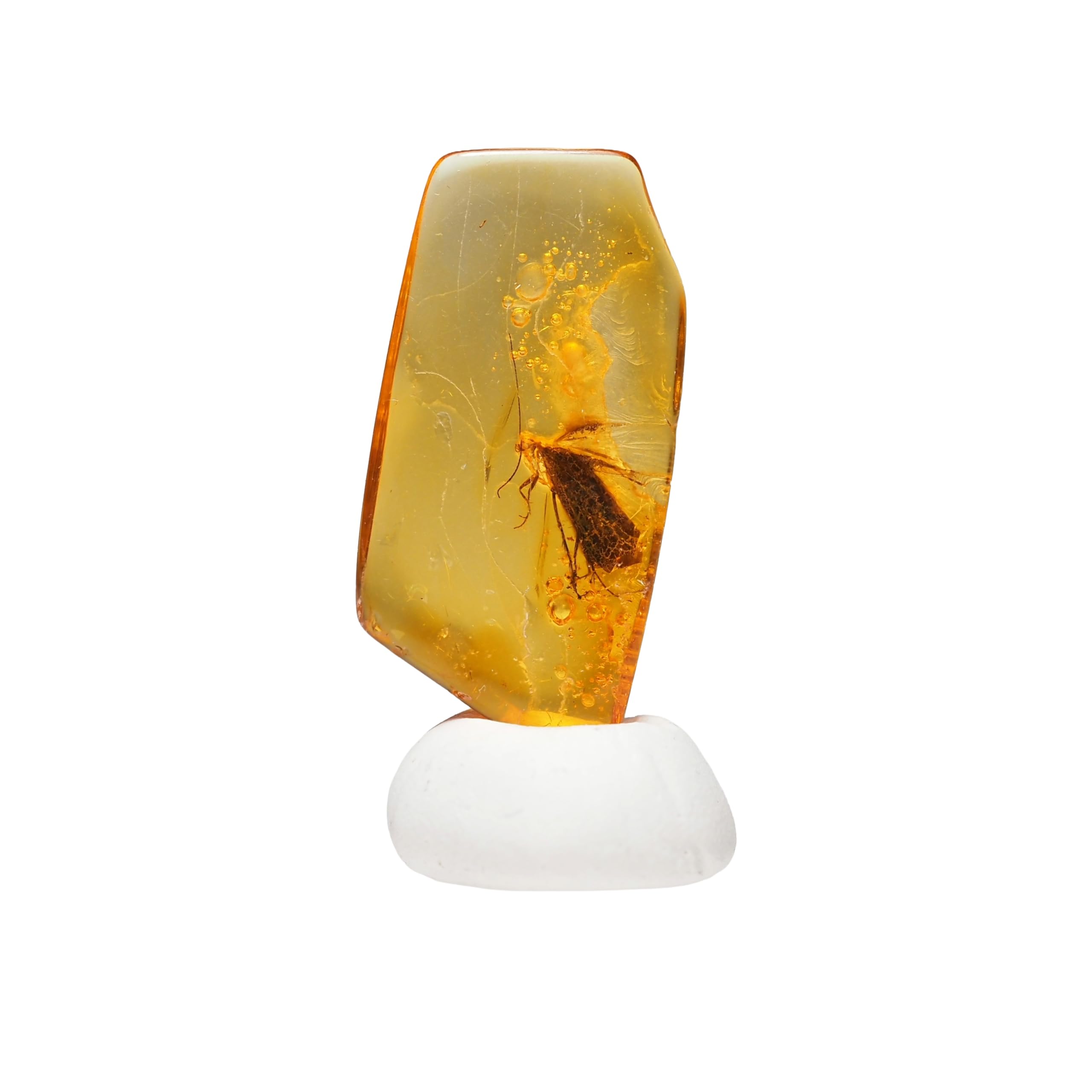 stone Natural Fossil Amber with Insect Specimen of a 23x12x3mm [N2 Natural] - (39  One kind  [Amber approx. 0.5g, Insect approx. 7mm])