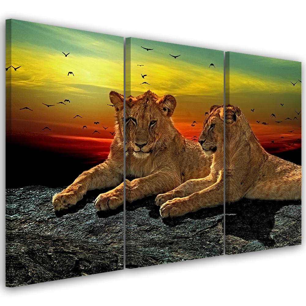 Three piece picture canvas print Lion Savanna Africa Nature