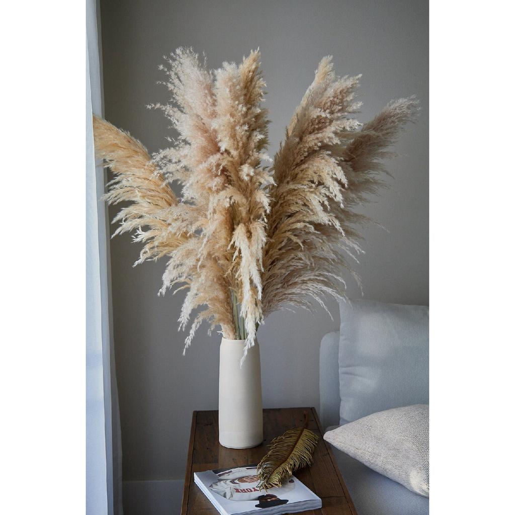 Importierte Pampas, fusselfrei, flauschig, 5 Zweige