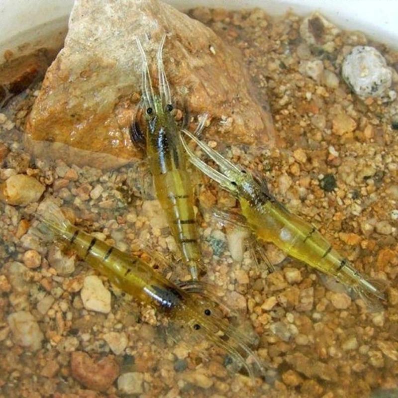 10/20PCS Artificial Soft Shrimp Lure Worm For Fishing Bait 1.3g/4cm Hook Sharp Crankbait Lures Silicone Shone Prawn Bait