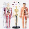 Human Organ Toys, Detachable Human Skeleton Model Simulation, Medical Assembly, Trunk Structure, Visceral Education Toys