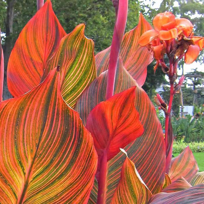50 Stck Canna Mischfarben Bonsai Blume Topfpflanzen Samen Gartendekoration  gnstig kaufen  Preis, kostenloser Versand, echte Bewertungen mit Fotos   Joom