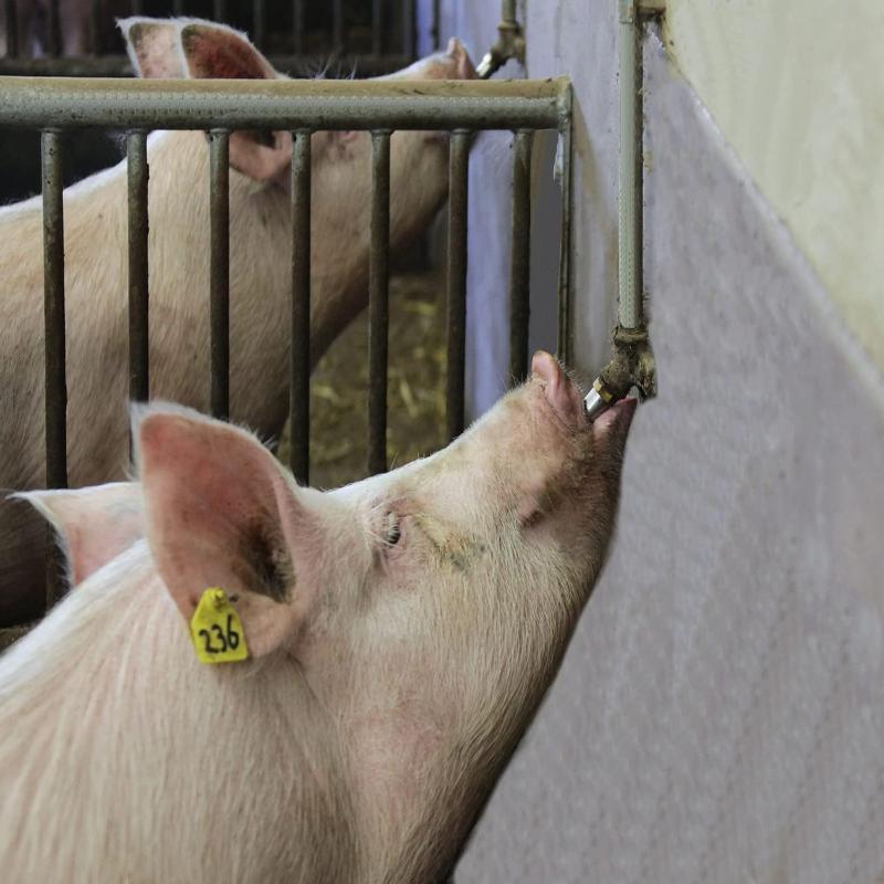 1/5/10 Stück Schweinewassermund Schweinezucht Ausrüstung Verdicken Edelstahl Schwein Automatischer Nippeltränker Wasser für Schwein Wasserhahn