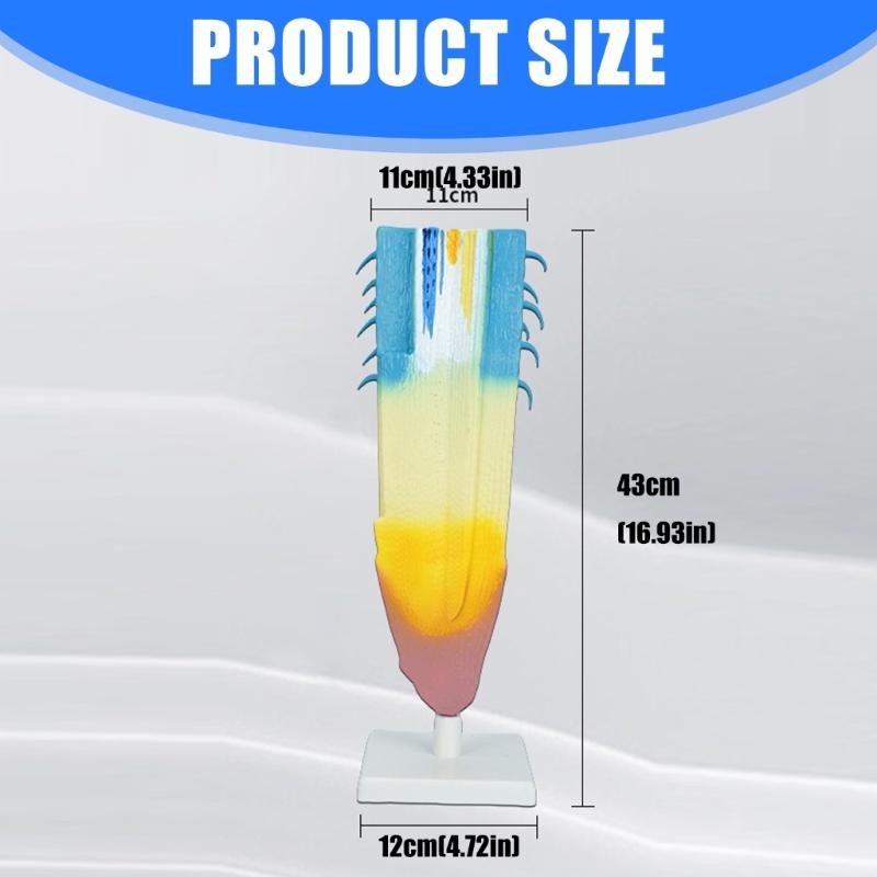 Professional Anatomical Plant Root Model Realistic Plant Root Anatomy Model For Classroom Learning And Lab