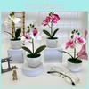 Butterfly Orchid Simulated Greenery For Wedding Centerpieces And Photography Scenes