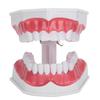 Modelo de dentes de ensino odontológico 2X Modelo de dentes de ampliação Ferramenta de treinamento de ensino de dentista