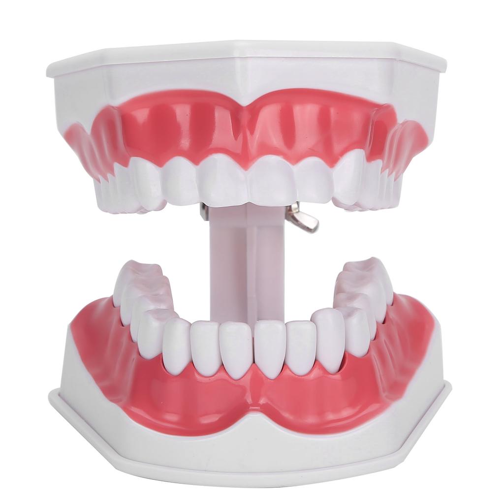 Modelo de dentes de ensino odontológico 2X Modelo de dentes de ampliação Ferramenta de treinamento de ensino de dentista