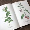 [USED] Botanical encyclopedia, foreign books, Czech botanical encyclopedia, botanical art