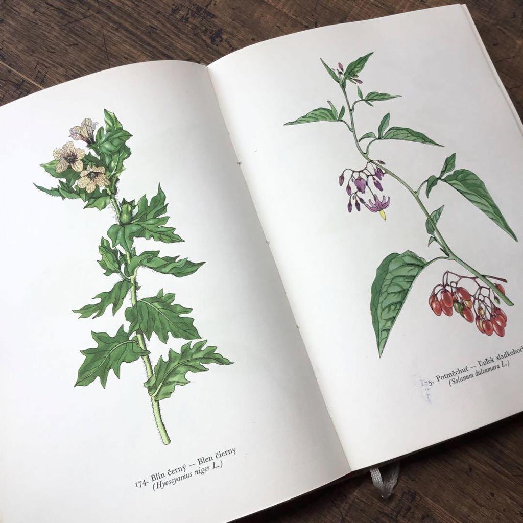 [USED] Botanical encyclopedia, foreign books, Czech botanical encyclopedia, botanical art