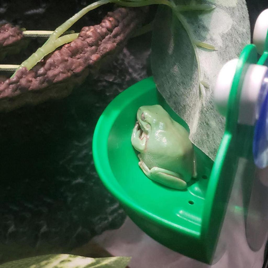 Frog Habitat Frog Holder Climb Toy Amphibian Aquatic Decor Adorable Frog Dish Holder for Fish Tank Aquarium Aquascape/Small Item