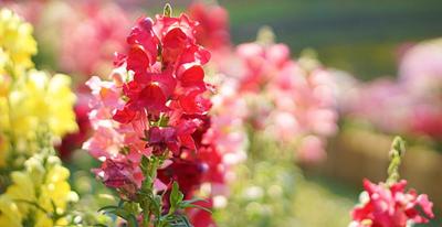500 Leeuwebekzaden - Wolf's Maw bloemen tuinplant - reproduceerbare boerenzaden - SemiSauvage