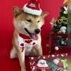 2-Piece Christmas Pet Toy Box Set for Dogs, Including Squeaky Plush Toys and Scarf Neck Wraps, Durable and Safe Chew Toys