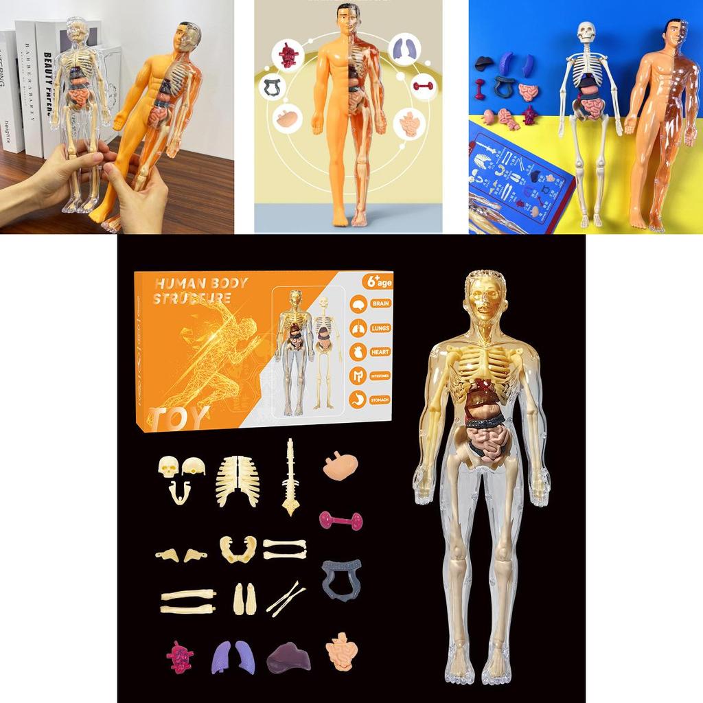 Fesselndes pädagogisches Skelettmodell-Bauspielzeug für Kinder zum kognitiven Lernen in leuchtenden Farben mit detaillierter Anleitung